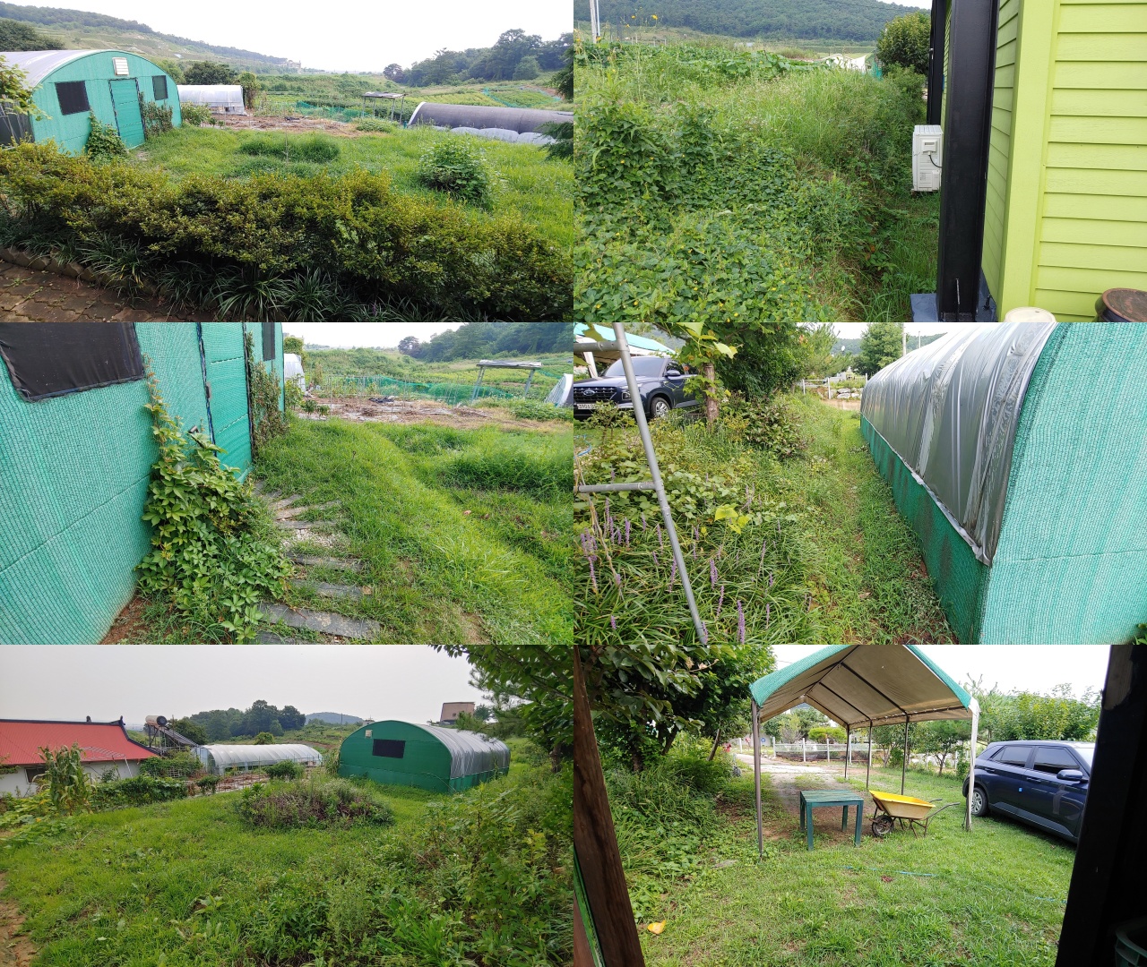 예초작업 전 집주변 풀밭