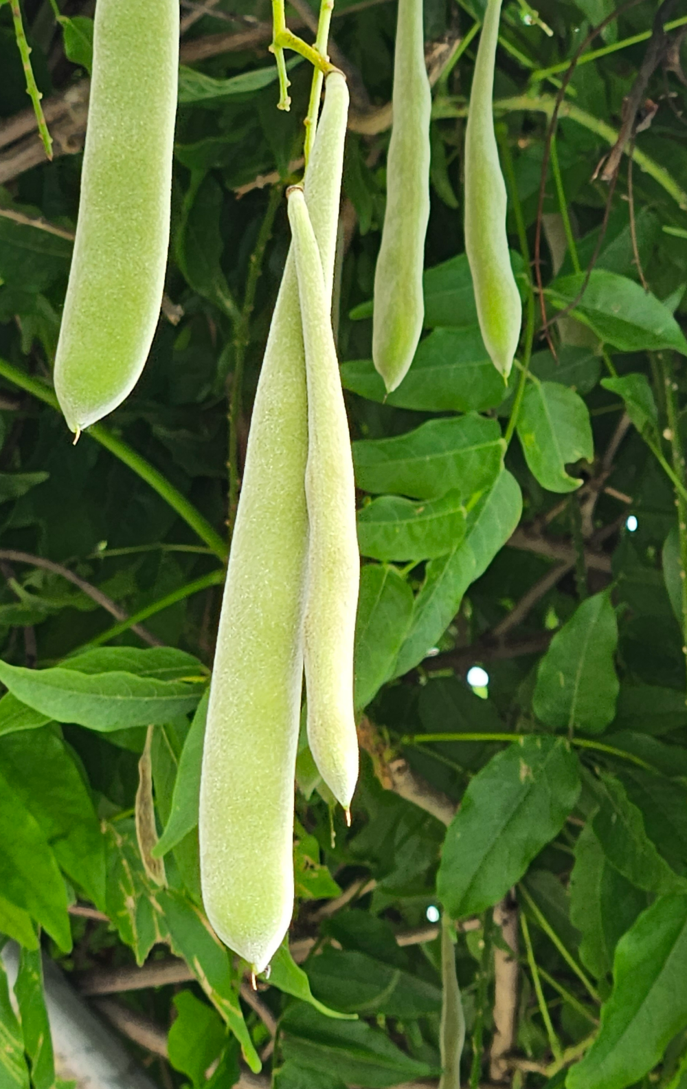 등 열매1