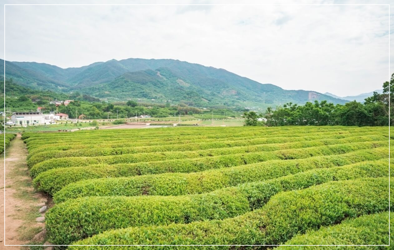 하동 가볼만한곳 베스트10 매암 제다원