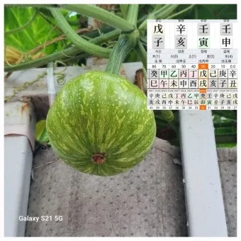 상관패인과 상관견관 설명과 특징_12