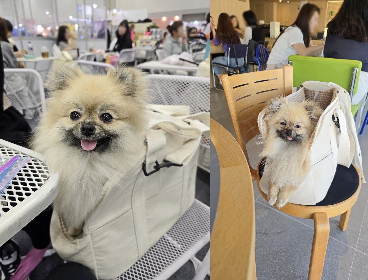 강아지 이동 가방 좋은 점, 강아지만의 공간 제공