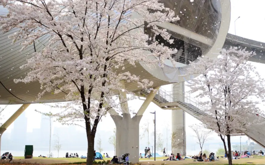 서울시-뚝섬-벚꽃