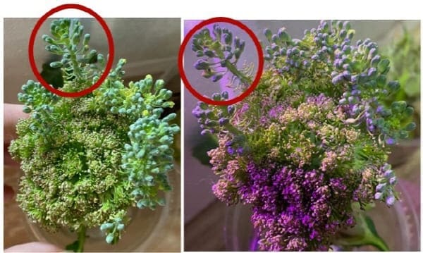 브로콜리물꽂이