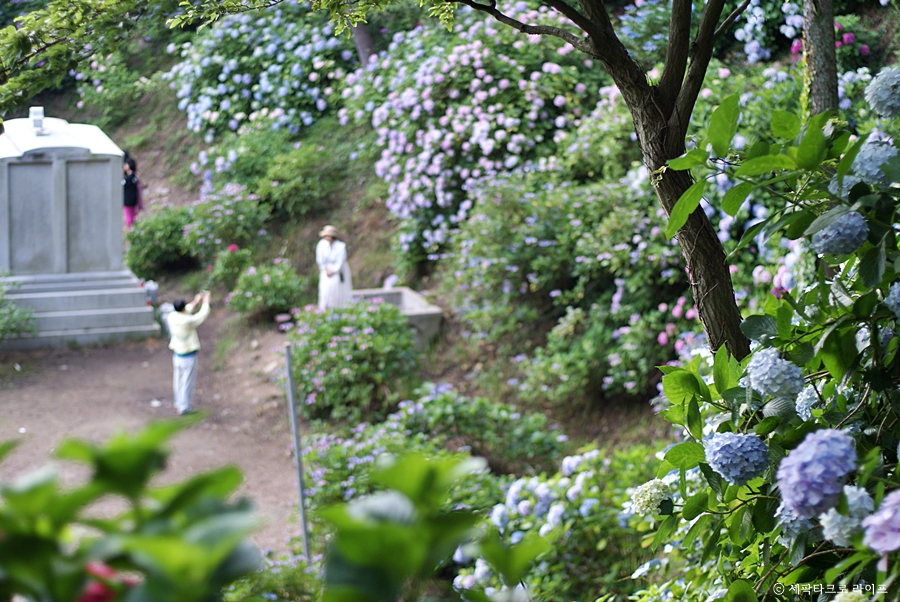 태종대수국사진