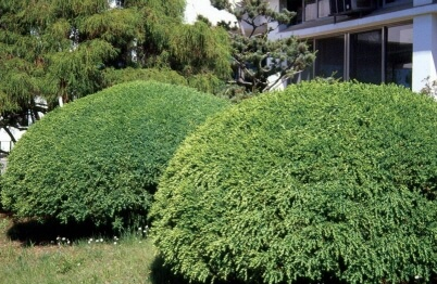 처음 시작하는 가드닝, 키우기 쉬운 정원수 BEST 10