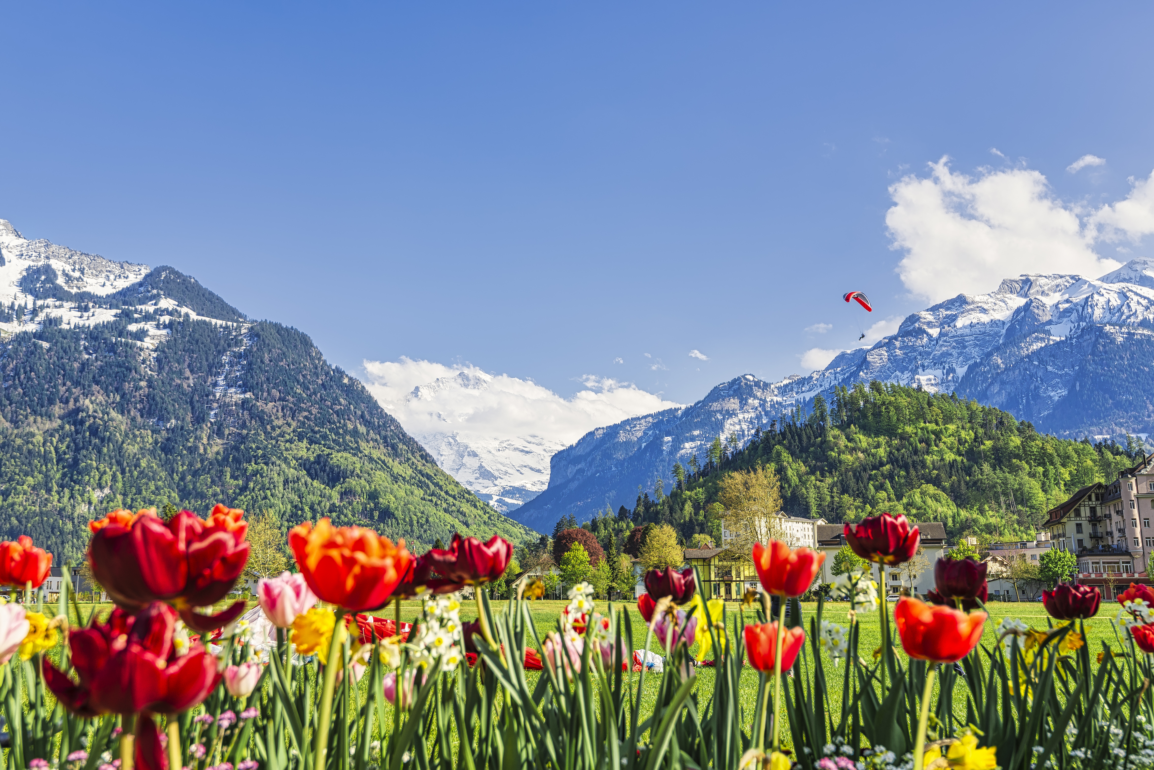 유럽의 계절별 꽃
