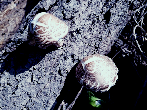 나무에 달린 표고버섯