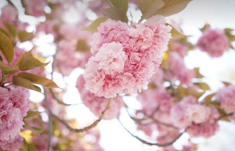 2024년 벚꽃 만개! 일본 벚꽃 시즌에 꼭 가봐야 할 축제 BEST 5