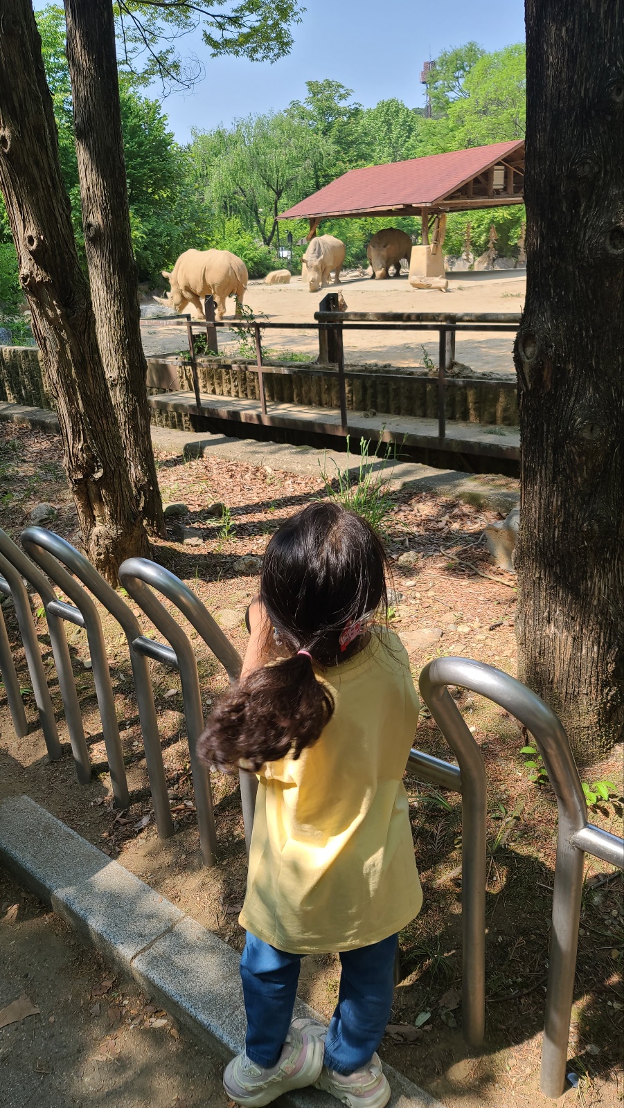서울대공원 코뿔소 사진