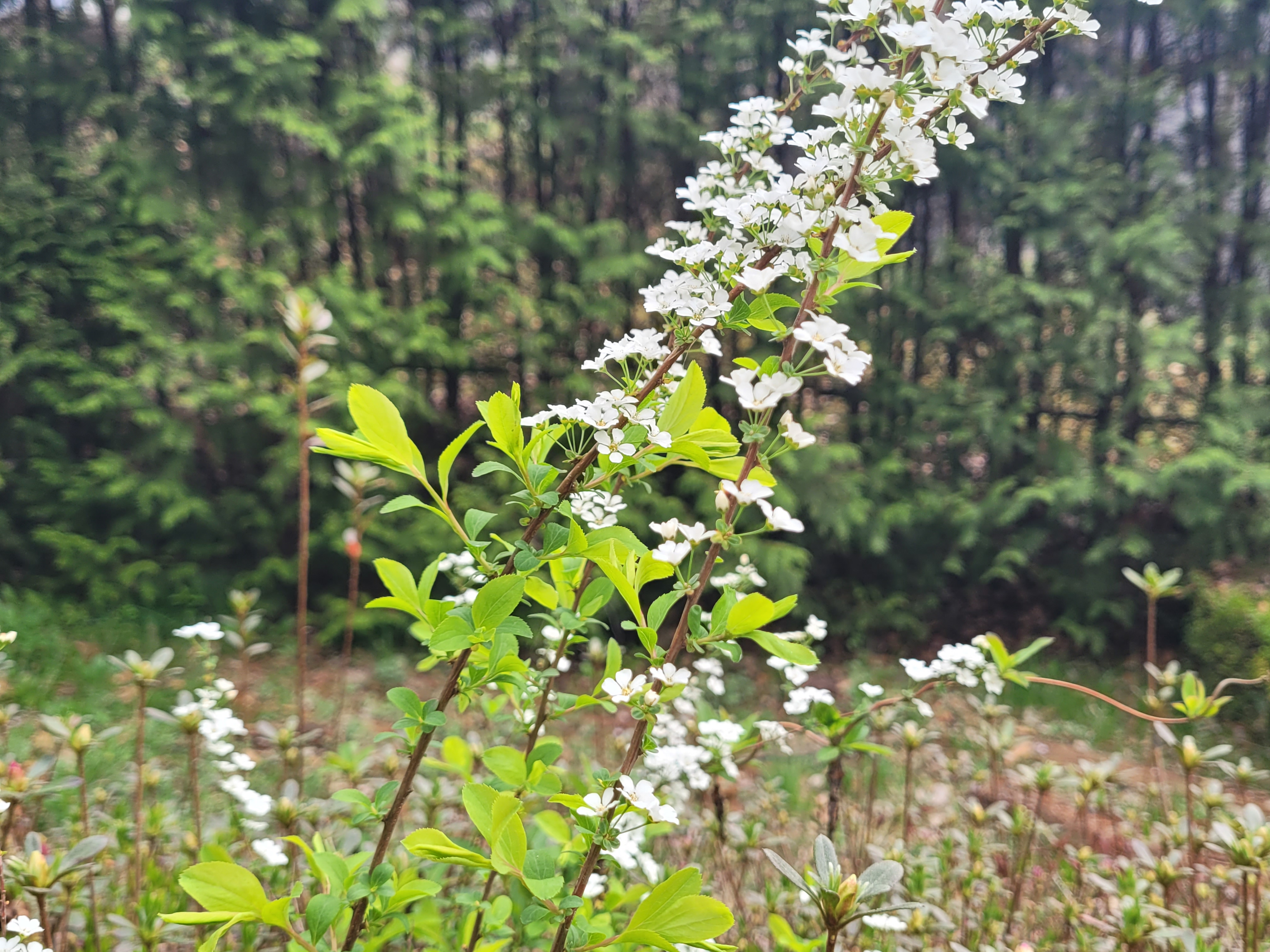 조팝뜻 - 조팝나무는 피웠는데 은행조팝은 아직 5