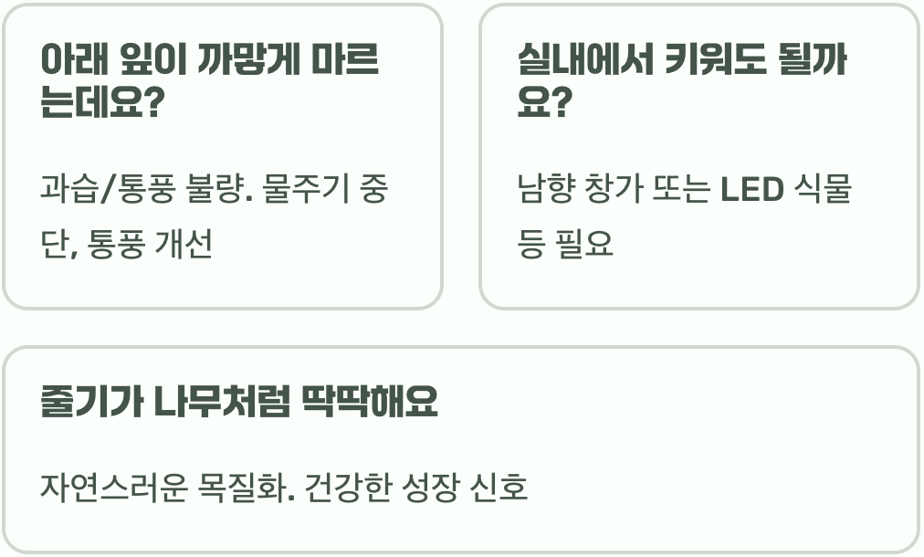라벤더 키우기, 죽이지 않고 키우는 법 A to Z (물주기, 가지치기)
