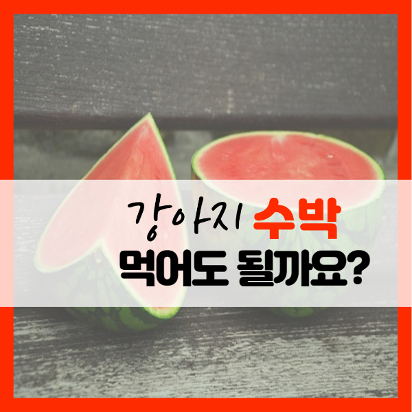 강아지_수박_먹어도_되나요?