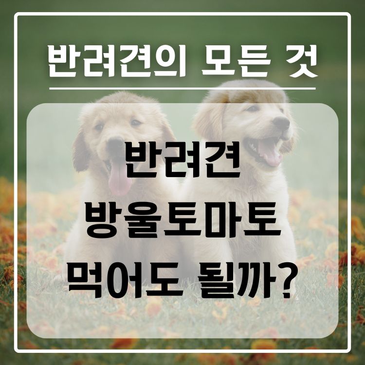 반려견 방울토마토 급여 가능 여부, 적정량, 주의사항