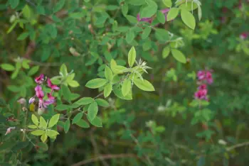 야관문 효능효과 먹는방법, 부작용