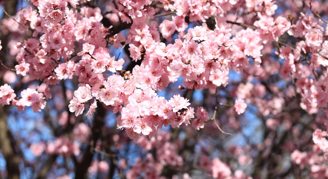 'Cherry Blossom'
