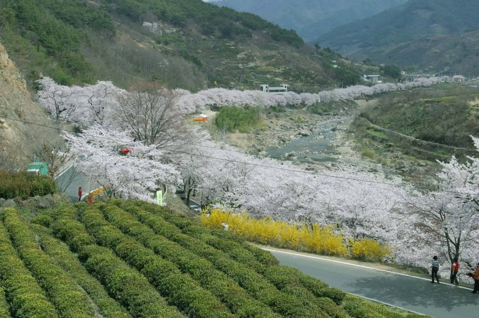 경남 벚꽃 명소 화개장터 벚꽃축제 ❘ 벚꽃 터널과 전통시장 투어