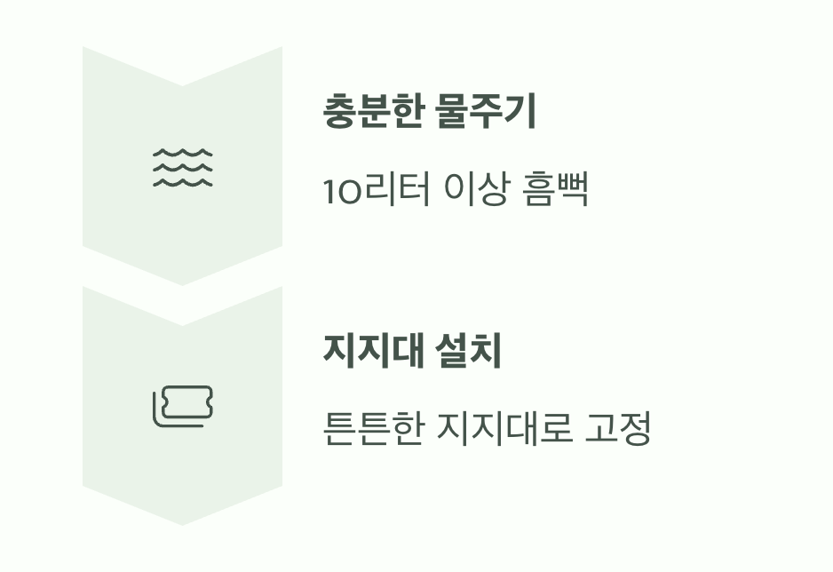 심고 난 후&amp;#44; 첫 물주기와 지지대 설치
