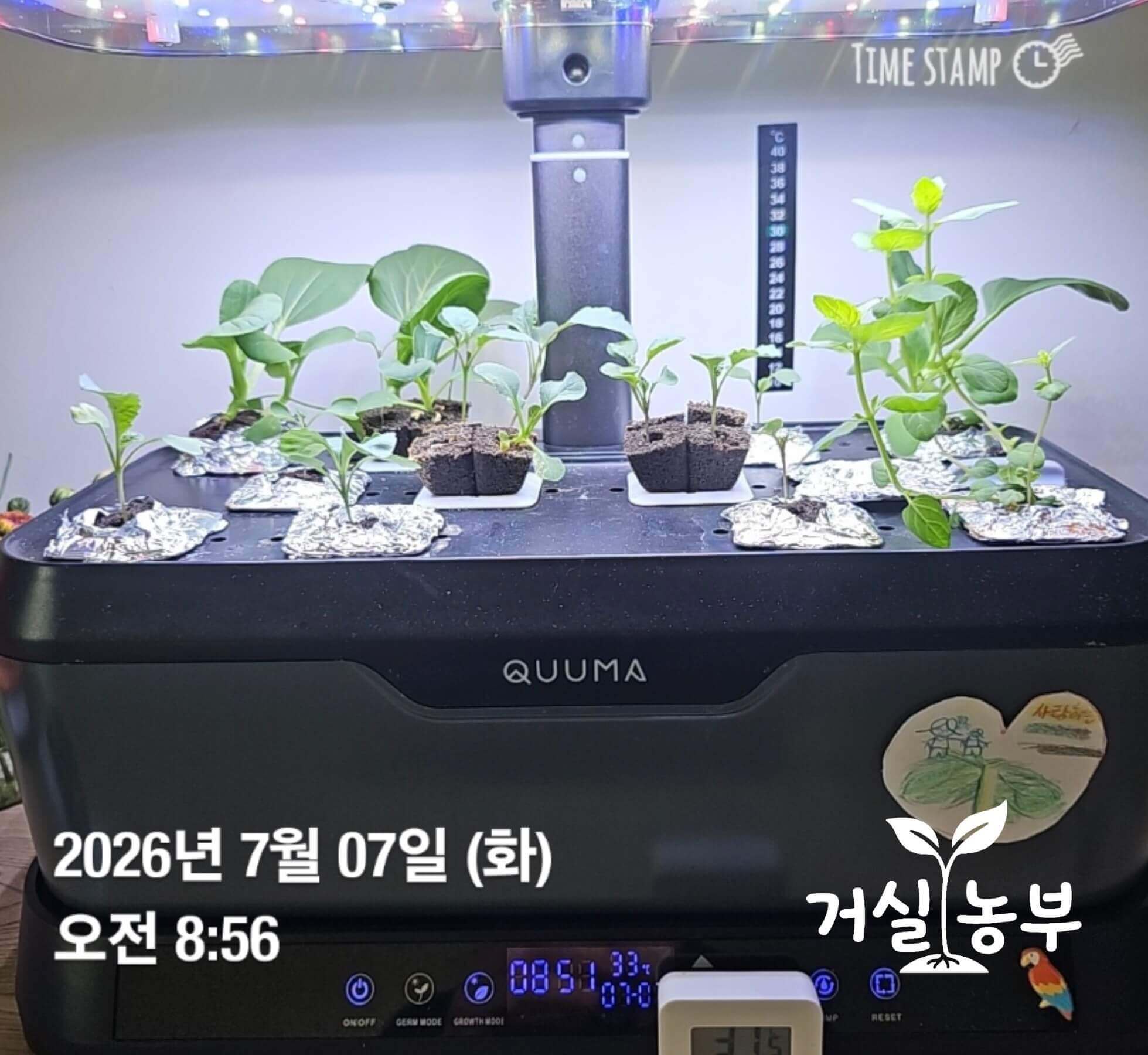 TDS 1982ppm 측정 당시 QUUMA 수경재배기 청경채 케일 페퍼민트 상태