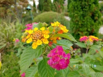 여름꽃 종류 모음 여름 꽃나무 추천 12가지 정리_14