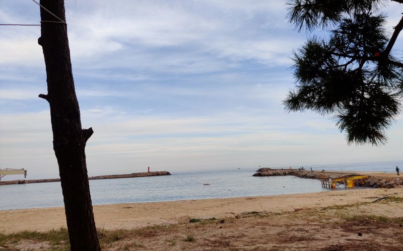 솔밭에서본 후포해수욕장 모습