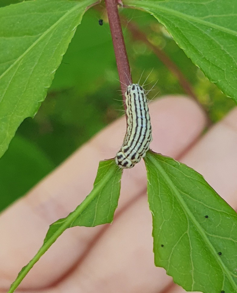 노랑털알락나방