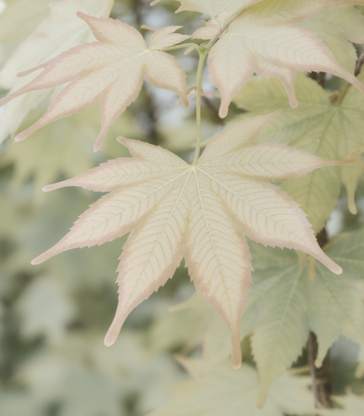 왜 핑크빛은 마법처럼 사라질까?