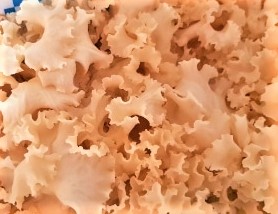 꽃송이버섯효능