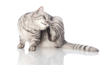 귀를 기울이는 고양이.