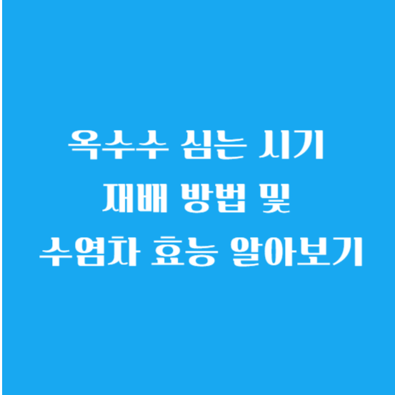 옥수수 심는 시기(파종 시기) 재배 방법 및 수염차 효능 알아보기