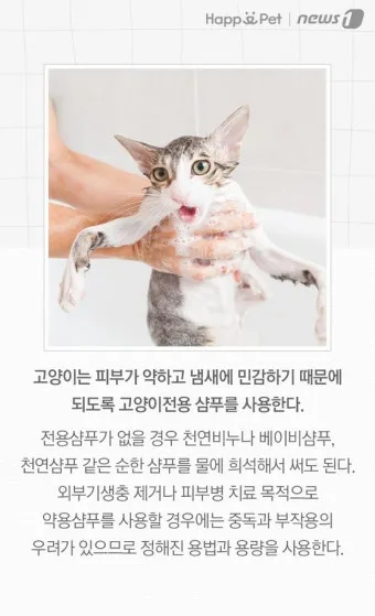 고양이 쉽게 목욕하는 방법과 준비 요령_16