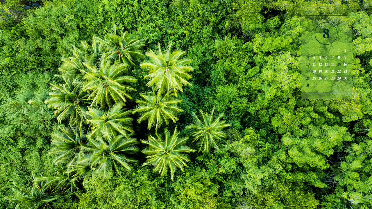 04 열대우림 항공뷰 A - 2025년8월 노트북배경화면