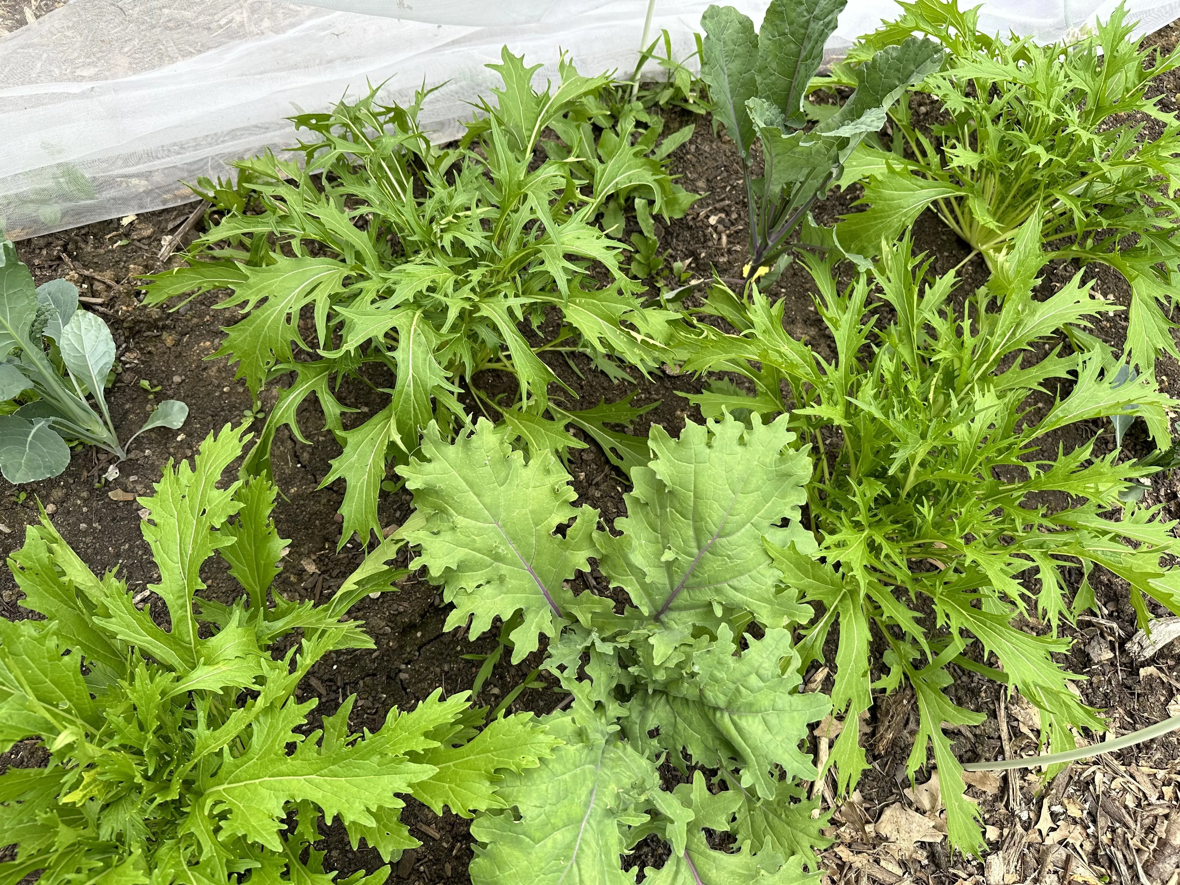 미즈나 재배 직파 요령 빠른 수확 통풍 관리_8