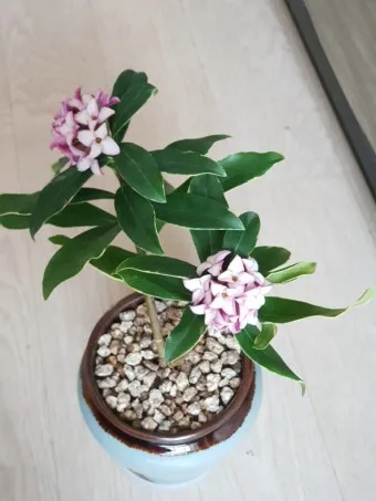 천리향 키우기와 향을 오래 유지하는 방법_20