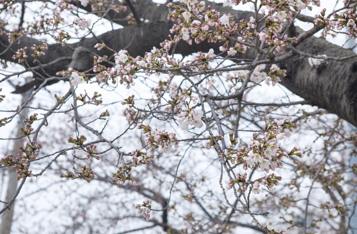 정읍 벚꽃 축제