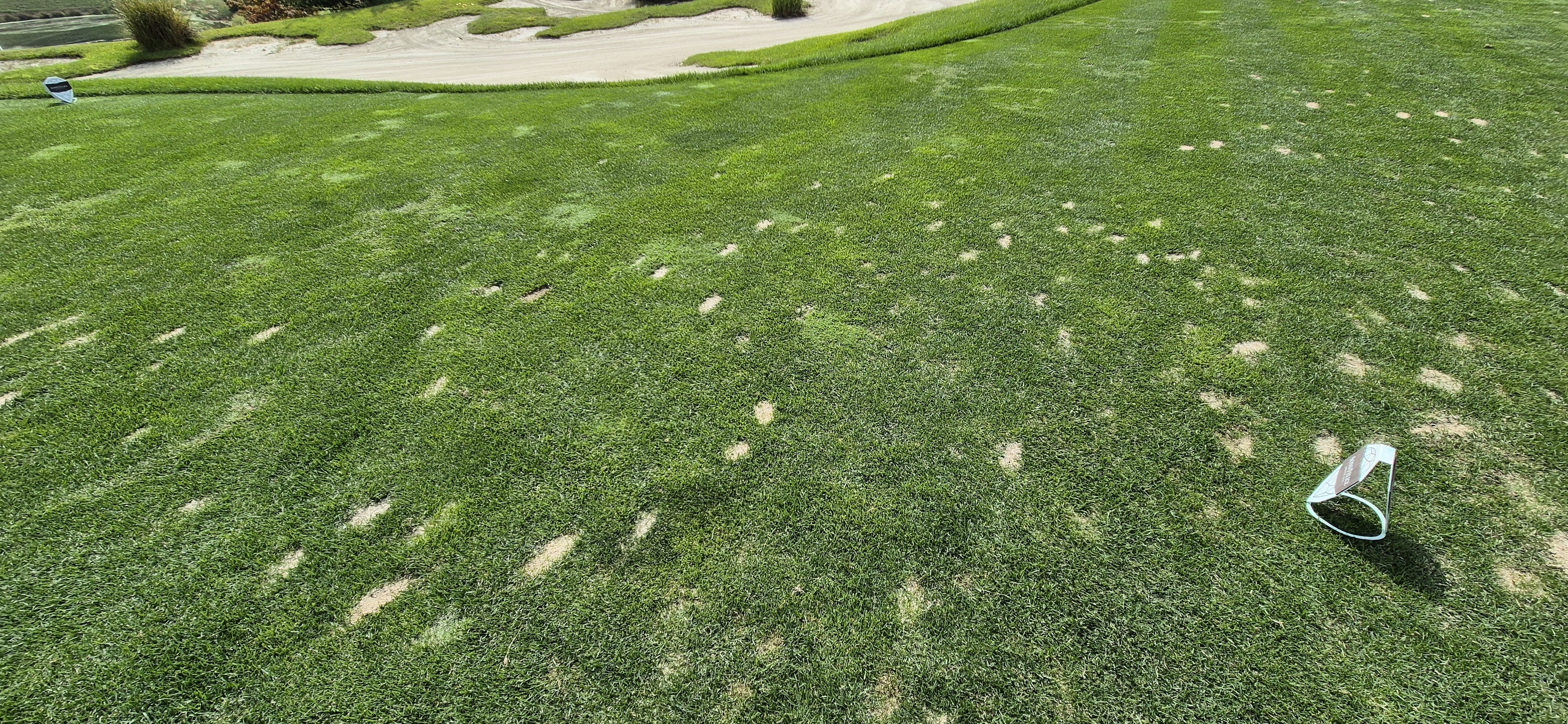 소노팰리체cc이스트