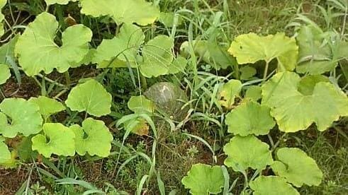 단호박-재배-열매-착과방법