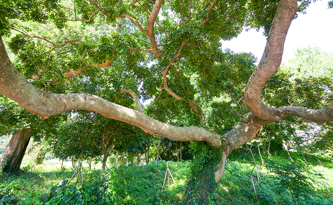 반월마을 당숲3