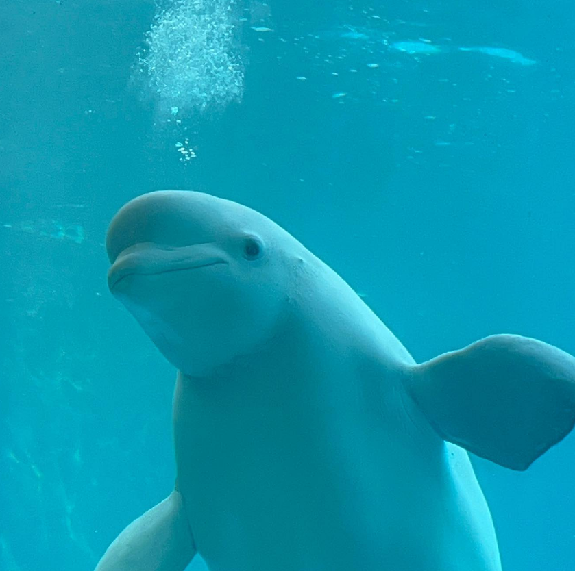 거제 가볼만한 곳 씨월드2