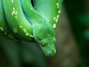 2025년 무슨띠 무슨해? 2025 삼재띠는? 삼재 극복하는 방법은?