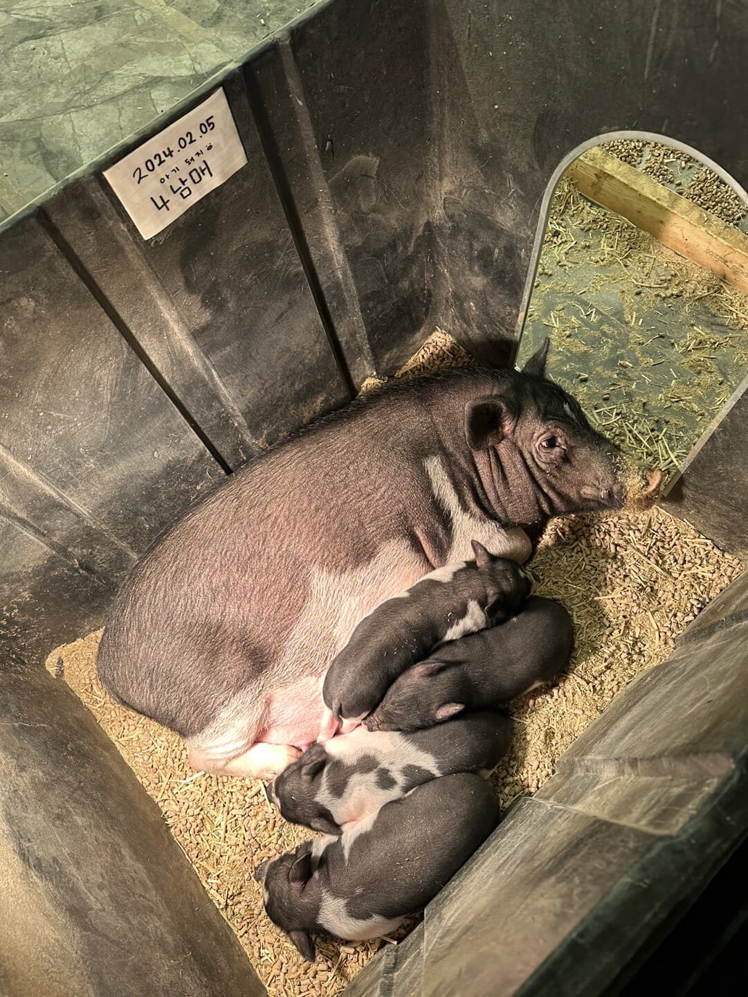 하남 쥬라리움 아기 돼지 관찰 모습