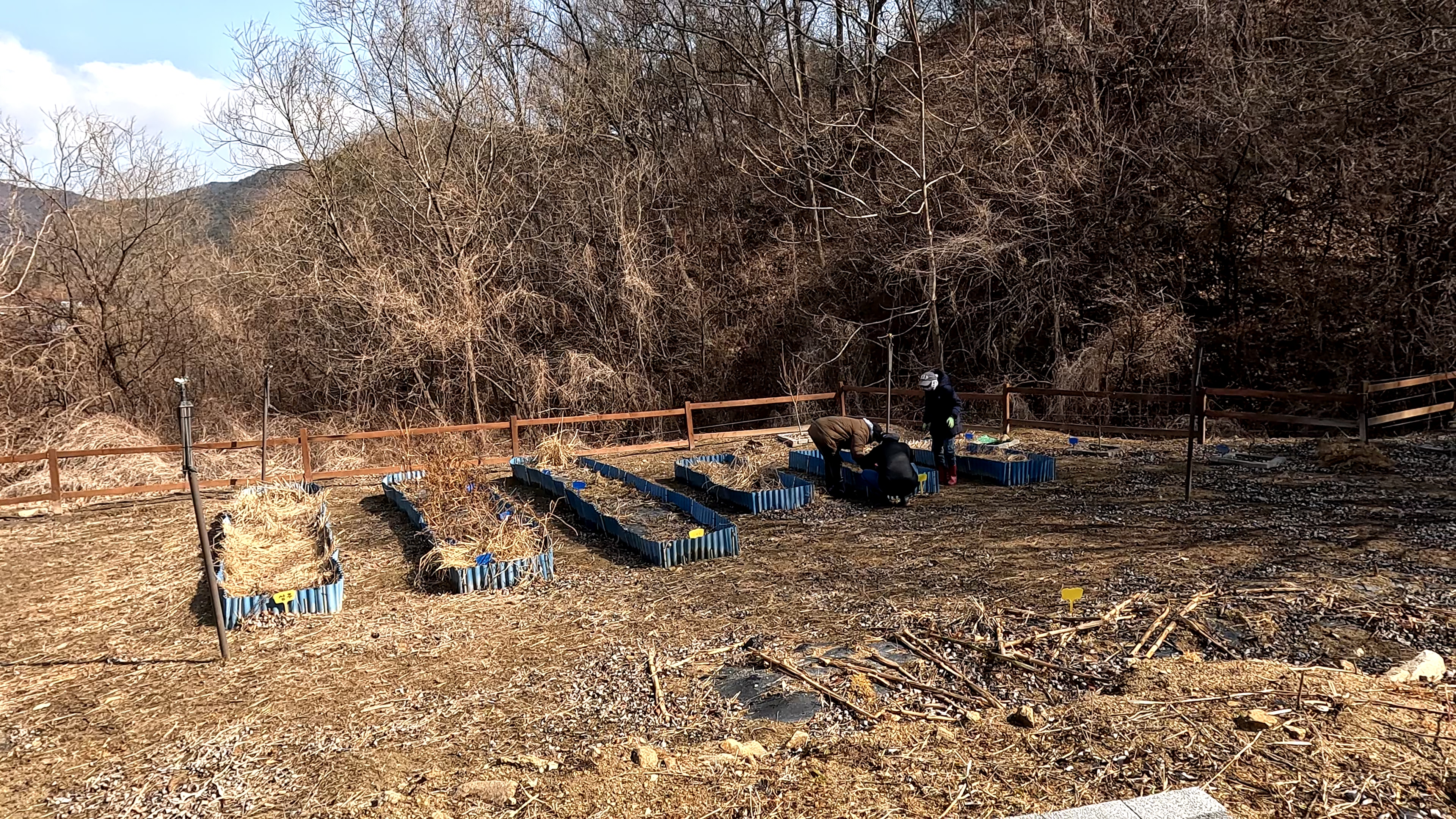 겨울 동안 마른 풀과 작물 잔해가 쌓인 주말농장에서 가족들이 함께 봄맞이 텃밭 정리를 시작하는 장면