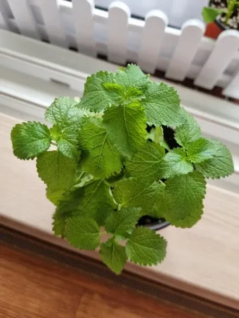 레몬밤 재배 반그늘 배치 화분 재배 잎 차로 활용_9