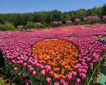 태안 튤립축제_19