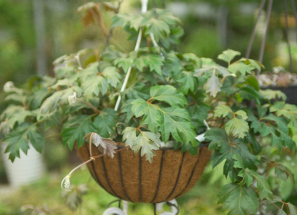 화분에-심겨있는-시서스