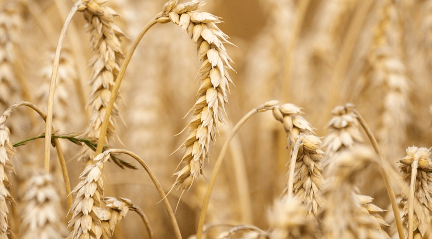 보리와 보리차 사진 - 6