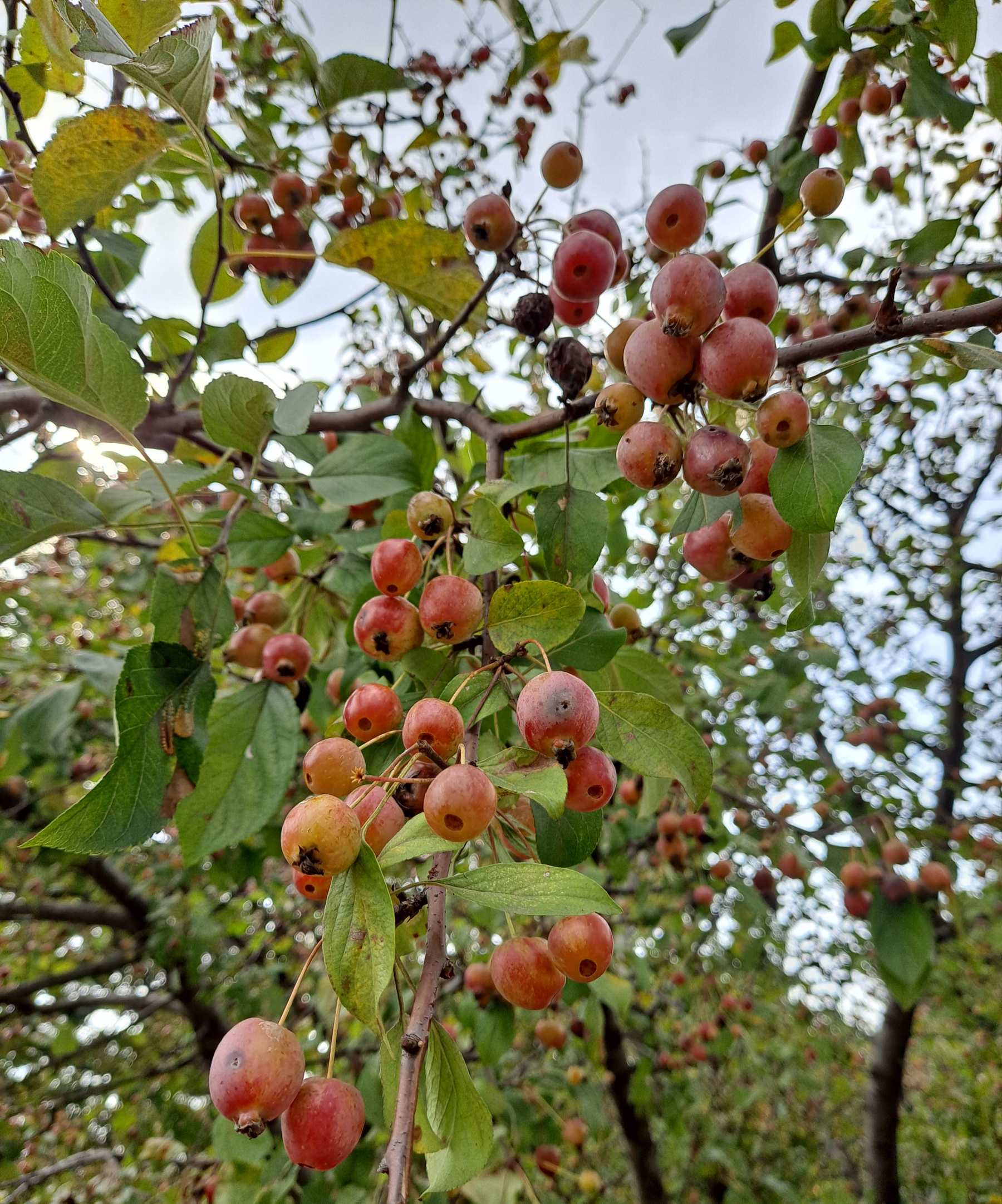 붉은 열매를 맺다