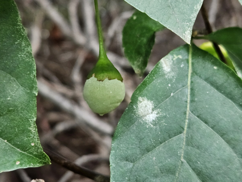 때죽나무 열매1