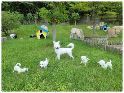 진도개테마파크