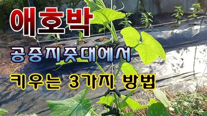애호박 재배 꽃 관리 수분 받기 토양 배수 개선_7