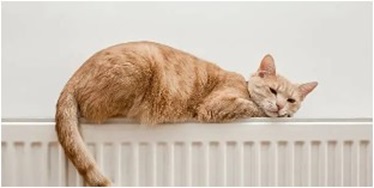 고양이 구토 후 바로 병원 가야 할까? - 그냥 토한 게 아닙니다, 상태별 구별법 총정리